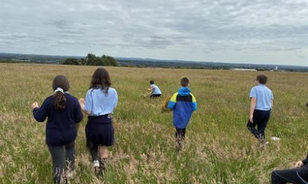 Council Calls for Bounce Back of ‘Great Irish Grasslands’