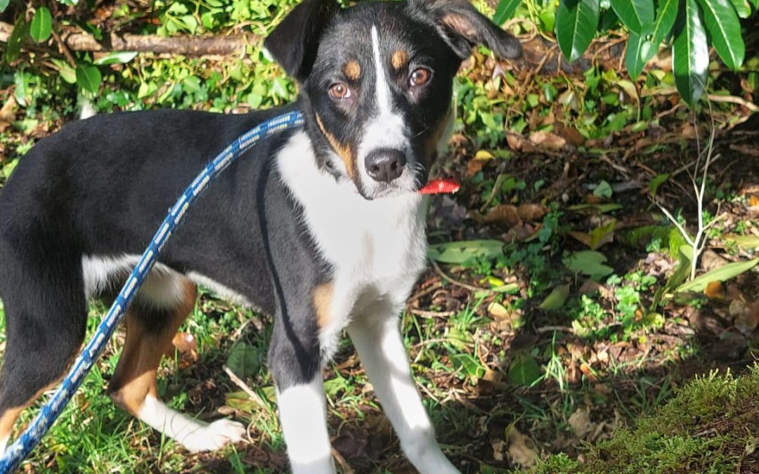Couple Sent To Prison for Appalling Crimes on Two Dogs-One Died One Saved