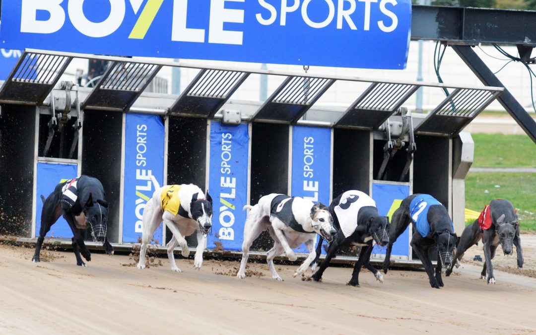 Boyles Derby Semi-finals Tonight at the Ringsend Track