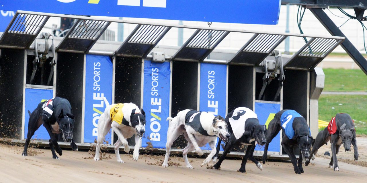  BoyleSports Irish Greyhound Derby Gets Underway at Shelbourne Park Greyhound Stadium