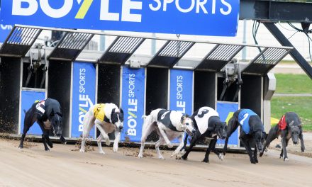 BoyleSports Irish Greyhound Derby Gets Underway at Shelbourne Park Greyhound Stadium