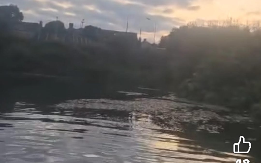 Sharp drop in Boyne salmon worrying says river trust