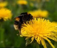 New Meath biodiversity nears the finishing line