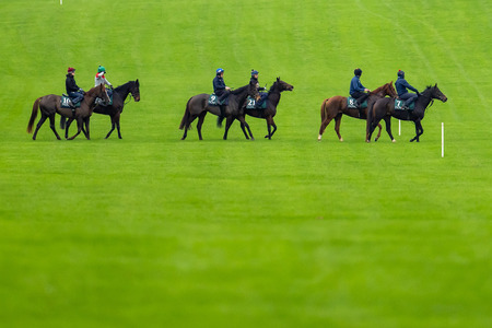 Navan Racecourse: Preview and Tips for Saturday’s Eight-Race Meeting